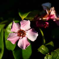 Strophanthus Capsules